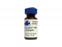 Donkey anti-Rat IgG (H&L) - Affinity Pure, DyLight®488 Conjugate