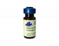 Mouse anti-c-myc IgG, 9E10 epitope, primary antibody, conjugated to Alkaline Phosphatase, 100ug