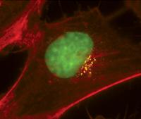 Goat anti-Mouse IgG (H&L) - Affinity Pure, DyLight®594 Conjugate, min x w/bovine, goat, human, rabbit, rat IgG (highly absorbed against rat IgG)