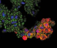 Goat anti-Rabbit IgG (H&L) - Affinity Pure, DyLight®550 Conjugate, min x w/human serum proteins