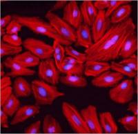 Goat anti-Human IgG (H&L) - Affinity Pure, DyLight®800 Conjugate, min x w/bovine, mouse, rabbit serum