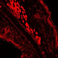 Goat anti-Human IgG + IgA + IgM, F(ab)'2 Fragment  - Affinity Pure, TRITC Conjugate