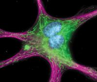 Rabbit anti-V5 tag IgG, primary antibody, conjugated to DyLight® 650, 100ug