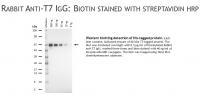 Rabbit anti-T7 IgG, primary antibody, conjugated to Alkaline Phosphatase, 100ug