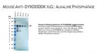 Mouse anti-DYKDDDDK IgG, clone M2, primary antibody, conjugated to Alkaline Phosphatase, 100ug