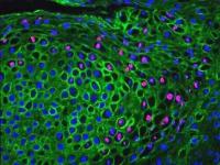 Goat anti-Rat IgG (H&L), F(ab)'2 Fragment, FITC Conjugate, min x w/ human or mouse lgG (highly absorbed against mouse IgG)