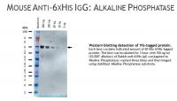 Mouse  anti-6x Histidine IgG, clone AD1.1.10, primary antibody, monclonal, unconjugated, 1mg