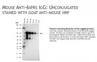 Mouse anti-6x Histidine IgG, clone AD1.1.10, primary antibody, conjugated to Alkaline Phosphatase, 100ug