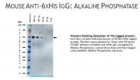 Mouse anti-6x Histidine IgG, clone AD1.1.10, primary antibody, conjugated to Alkaline Phosphatase, 100ug