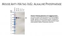 Mouse anti-HA IgG, clone 16B12, primary antibody, conjugated to Alkaline Phosphatase, 100ug