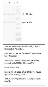 Mouse IgG Purified - Protein A