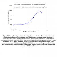 Mouse anti-DYKDDDDK IgG, clone M2, primary antibody, conjugated to DyLight® 650, 100ug