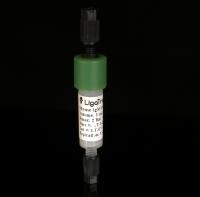 LigaTrap® Mouse IgM Purification Column (1 ml)