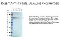 Rabbit anti-T7 IgG, primary antibody, conjugated to Alkaline Phosphatase, 100ug