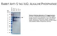 Rabbit anti-S tag IgG, primary antibody, conjugated to Alkaline Phosphatase, 100ug